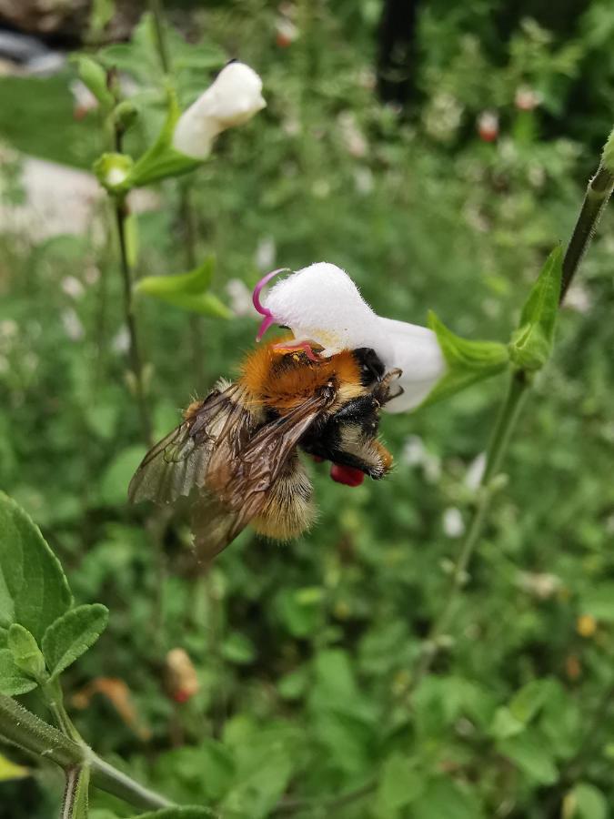 Gite Du Moulin Toucan Berneuil  Dış mekan fotoğraf